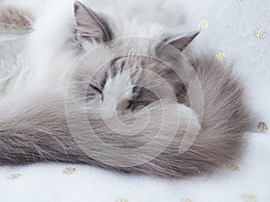 Adorable Ragdoll cat with fluffy grey tail. photo