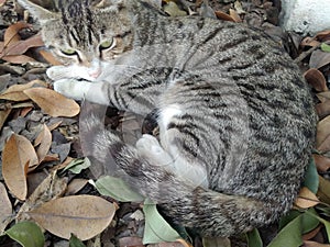 An awesome snapshot of a domestic cat resting in an attentive posture