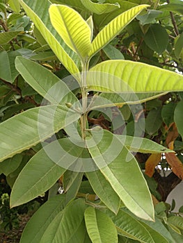 An awesome snapshot of a fresh top head of a branch of guava fruit tree