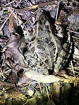 Awesome Southern Leopard Frog - Lithobates sphenocephalus in Morgan County Alabama USA photo
