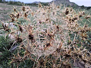 awesome thorny plant outside