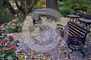 Awesome vintage benches in Botanical garden in Europe in autumn.