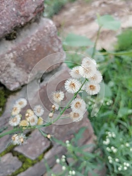 Awesome white flower of green herb