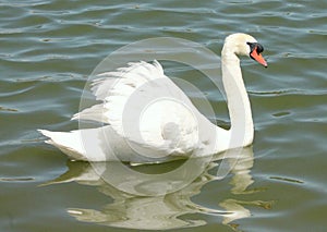 An awesome white Mute Swan swimming majestically in a small Florida lake.