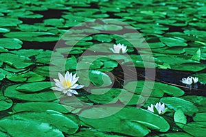 Awesome white water lily blooms in a pond. White lotus which has