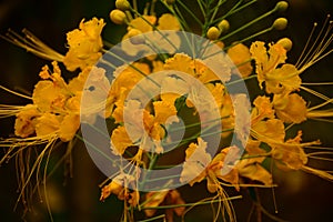 An awesome yellow peacock flower with buds in the garden