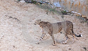 An awesome young cheetah walks in an enclosure