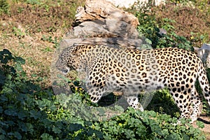 An awesome young leopard walks in an enclosure