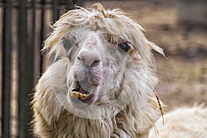 Awfully ugly alpaca with bulging eyes and crooked yellow teeth