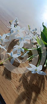 Awhite jasmine flowers