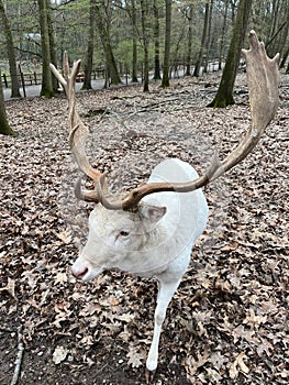 Awhite red deer at Wildpark Gangelt