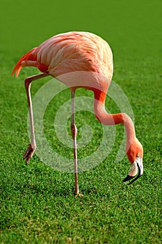 Awkward Flamingo