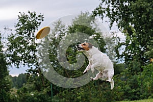 Clumsy dog jumping to catch flying disk photo