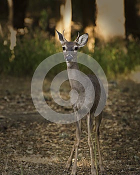 An awkward portrait of a spike white tail deer