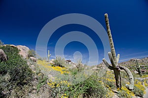 Awkward shape of a Saguaro near Pinnacle Peak trail