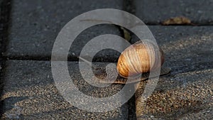 A awkward snail creeps on a concrete surface in summer in slow motion