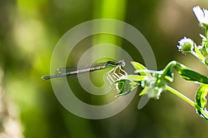 Awl graying on a flower leaf.