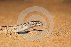 Awl Headed Snake, Lytorhynchus diadema emerging out of sand, Desert National Park