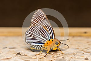 Awlet Butterfly photo