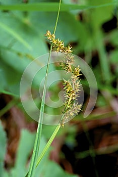 Awlfruit Sedge  37716