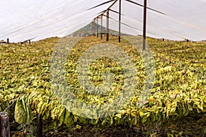 Awnings for drying tobacco Nicotiana tabacum in the foothills