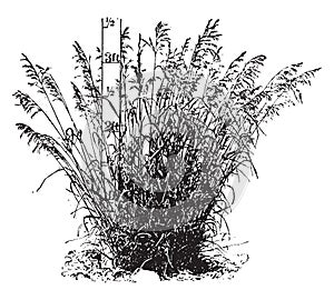 Awnless brome grass vintage illustration