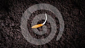 Awoken zucchini seed in the ground close-up