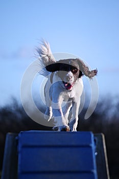 Aworking type english springer spaniel pet gundog doing agility