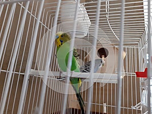 Awsome bird and natural