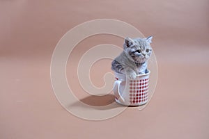 Awsome kitten in a mug