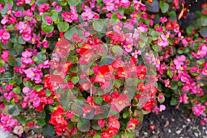 Ax Begonia flower in pink red with yellow stamen blossoming in g