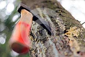 An ax is stuck in a tree in the forest