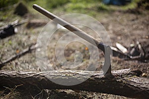 Ax for cutting firewood with a long handle in the forest. The ax is stuck in a tree