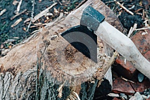 ax sticks out in the tree stump chopping firewood harvesting