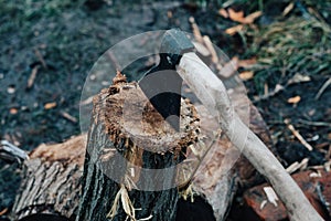 ax sticks out in the tree stump chopping firewood harvesting for the winter in the fresh air