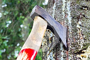 An ax is stuck in a tree in the forest