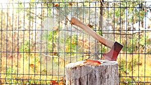 an ax stuck in a tree trunk.