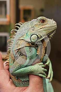 Axanthic (Blue Morph) Green Iguana