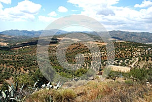 Axarquia countryside, Andalusia, Spain.