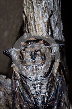 Axe Head Cicada Oxypleura lenihani, Kruger National Park