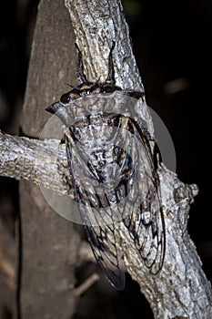 Axe Head Cicada Oxypleura lenihani, Kruger National Park