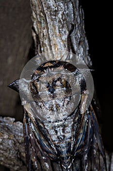 Axe Head Cicada Oxypleura lenihani, Kruger National Park