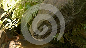 Axel Closeup of giant reptile head. Calm still monitor lizard looking down, sitting in the shade. Enormous dinosaur-like