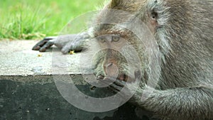 Axel Closeup portrait of thirsty prmate leaning over edge of fountain and drinking from it. Long-tailed macaque sitting