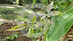 axil of the young fresh green rubber tree leaf shoots.