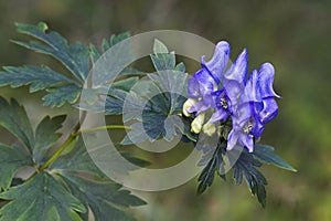 Axiliflorum monkshood flowers.