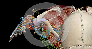 The axilla is the name given to an area that lies underneath the glenohumeral joint, at the junction of the upper limb and the