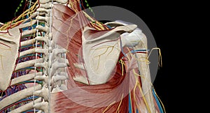 The axilla is the name given to an area that lies underneath the glenohumeral joint, at the junction of the upper limb and the