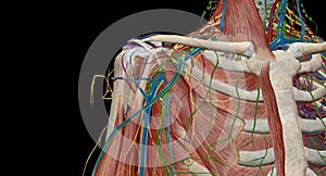 The axilla is the name given to an area that lies underneath the glenohumeral joint, at the junction of the upper limb and the