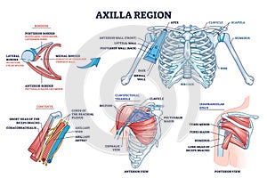 Axilla region anatomy with skeletal and muscular structure outline diagram photo